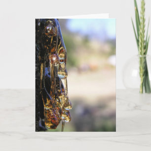 Cartão Macro: Placa de Ouros Líquidos Sap de Árvore