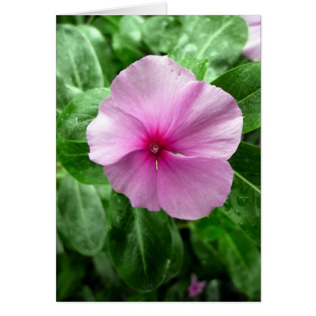 Cartão Madagascar Periwinkle - 'Leukemia Buster' (Frente)