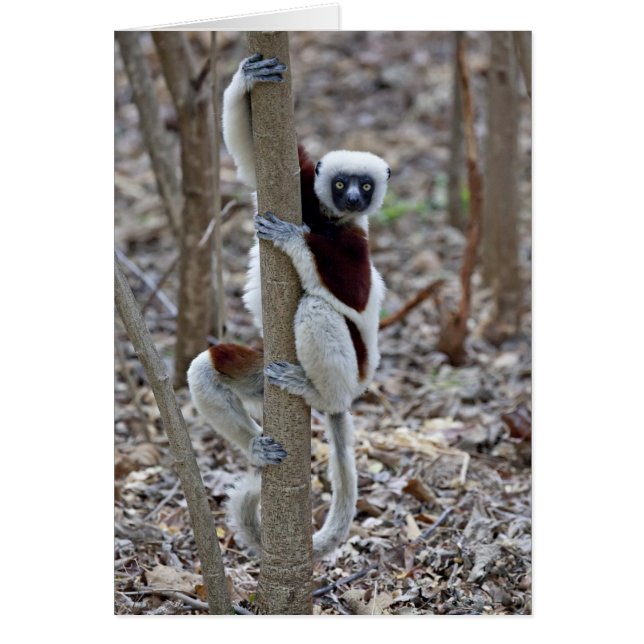 Cartão Madagáscar, Reserva de Ankarafantsika; Ampijoroa; (Frente)