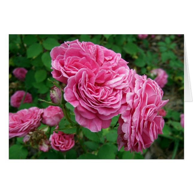 Cartão Madame Isaac Pereire (Frente horizontal)