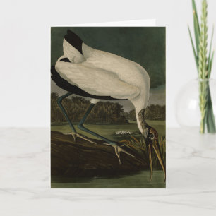 Cartão Madeira Ibis (Ibis, Stork): Aves de Audubon da Amé