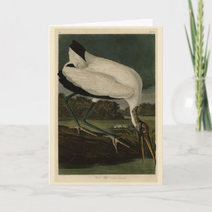 Cartão Madeira Ibis (Ibis, Stork): Aves de Audubon da Amé