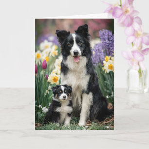 Cartão Mãe Border Collie Dia das Mães Amor