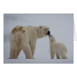 Cartão Mãe de Urso Polar com Cubo
