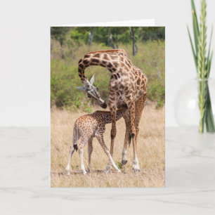 Cartão Mãe e bebê girafa no Quênia