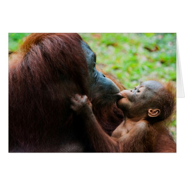 Cartão Mãe e bebê Orangutan (Frente Horizontal)