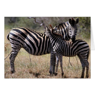 Cartão Mãe e potro da zebra
