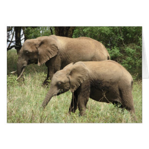 Cartão Mãe elefante e vitelo