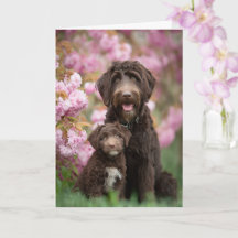 Mãe Labradoodle Dia das Mães Amor