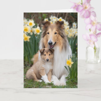 Cartão Mãe Rough Collie Dia das Mães Amor