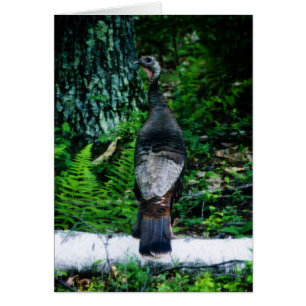 Cartão Mãe Turquia