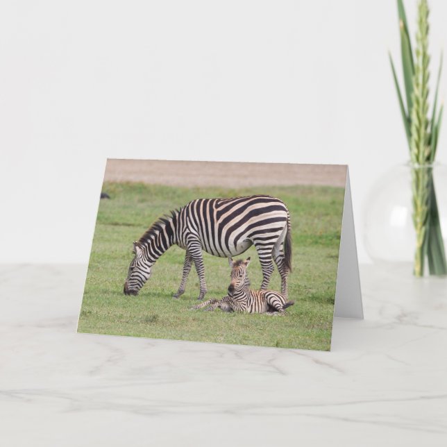 Cartão Mãe Zebra com Colt Recém-nascido (Frente)