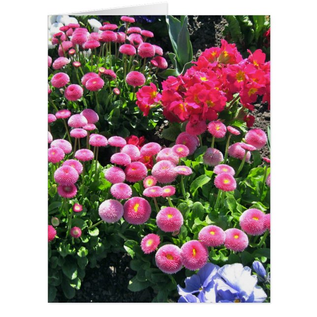 Cartão Mães de jardim rosa grandes (Frente)