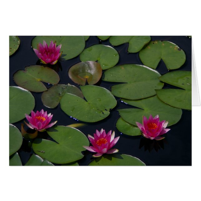Cartão Magenta Lotus Waterlily (Frente Horizontal)