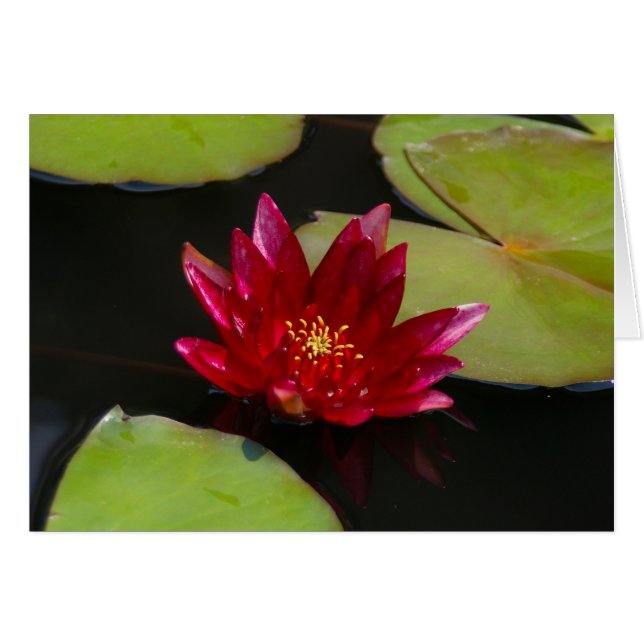 Cartão Magenta Lotus Waterlily rosa (Frente Horizontal)