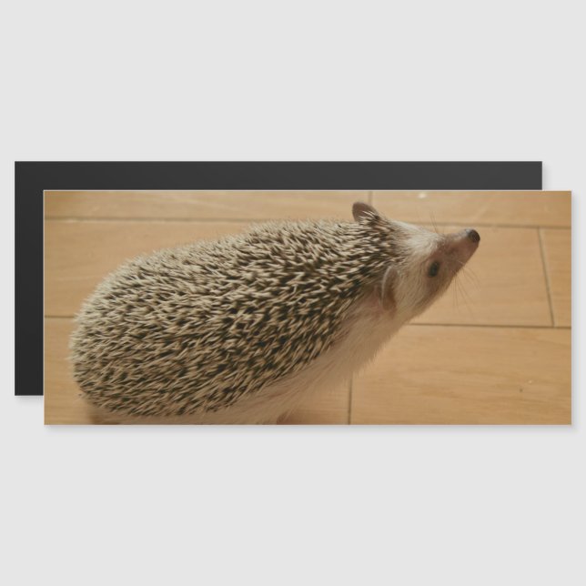 Cartão Magnético Hedgehog (Frente/Verso)