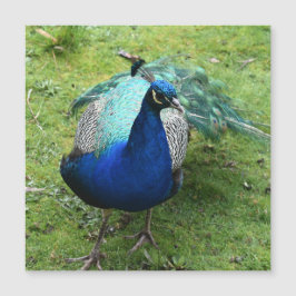 Cartão Magnético Regal Peacock Power