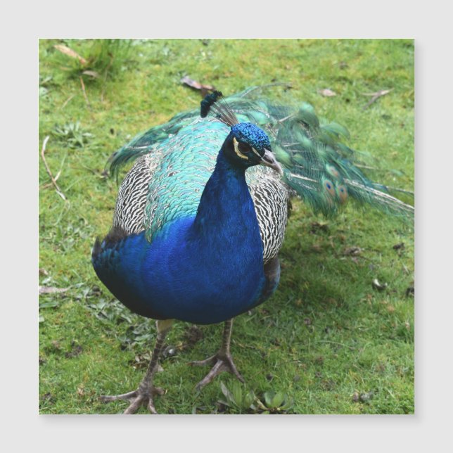 Cartão Magnético Regal Peacock Power (Frente)