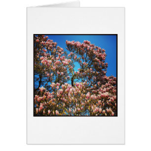 Cartão Magnolia Blossom