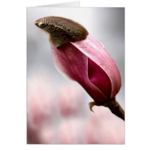 Cartão Magnolia em Capa