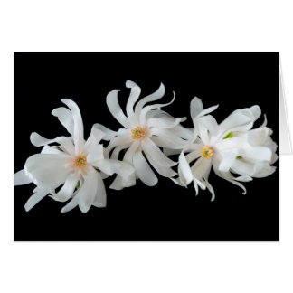 Cartão Magnolia Flower Trio on Black