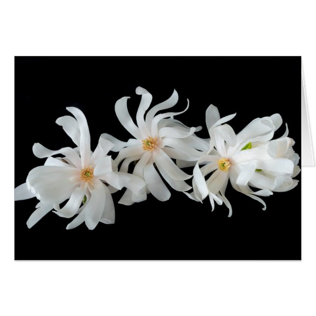 Cartão Magnolia Flower Trio on Black (Frente Horizontal)