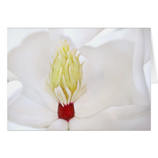 Cartão Magnólia Grandiflora