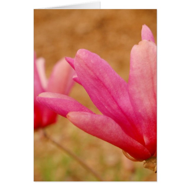 Cartão Magnolia Japonesa (Frente)