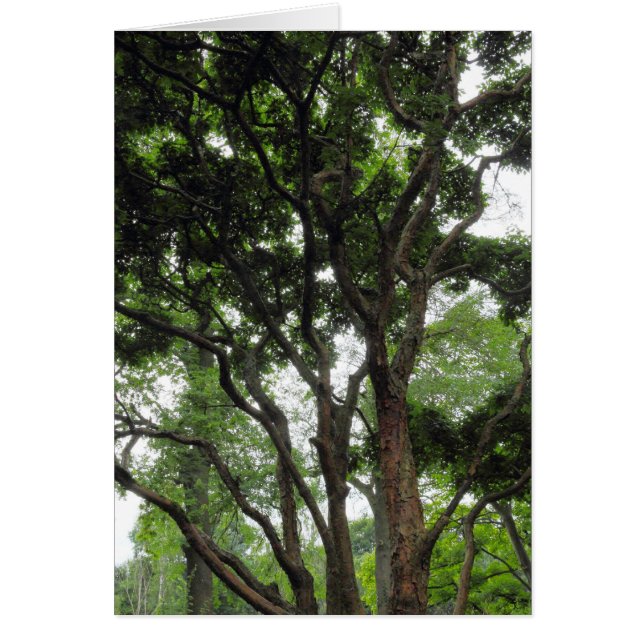 Cartão Magnolia Tree no Verão (Frente)