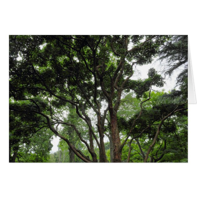 Cartão Magnolia Tree no Verão (Frente Horizontal)