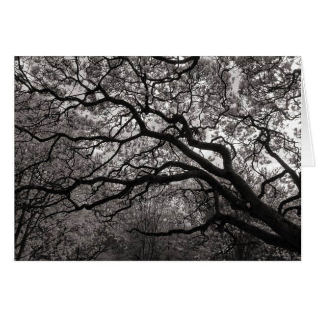 Cartão Magnolia Trees em Flor (Frente Horizontal)