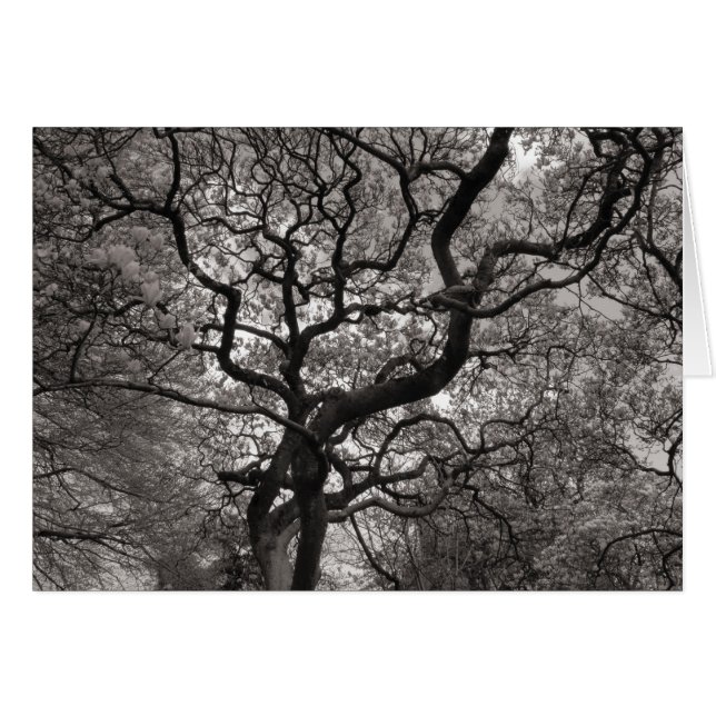 Cartão Magnolia Trees em Flor (Frente Horizontal)