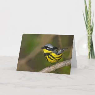 Cartão Magnolia Warbler