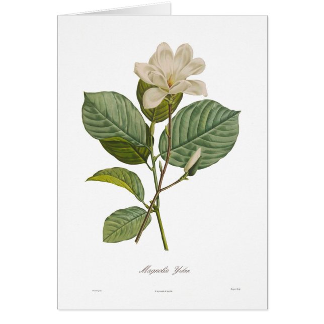 Cartão Magnólia yulan (Frente)