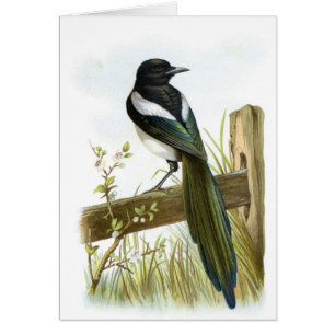 Cartão Magpie