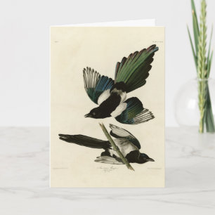 Cartão Magpie Americano das Aves da América de Audubon