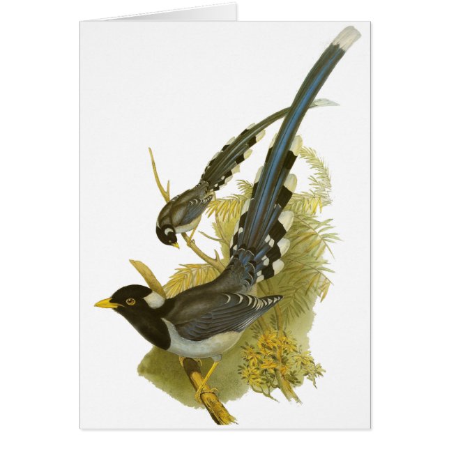 Cartão Magpie azul Amarelo-faturado (Frente)