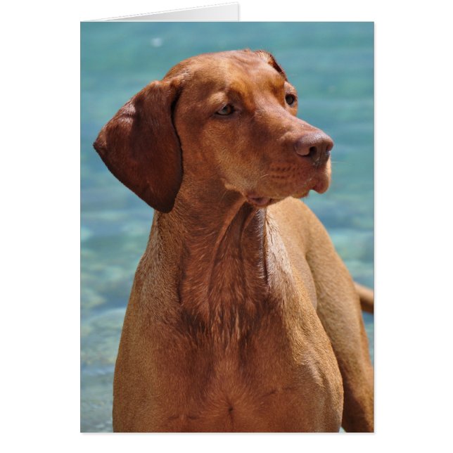 Cartão Magyar Vizsla Dog (Frente)