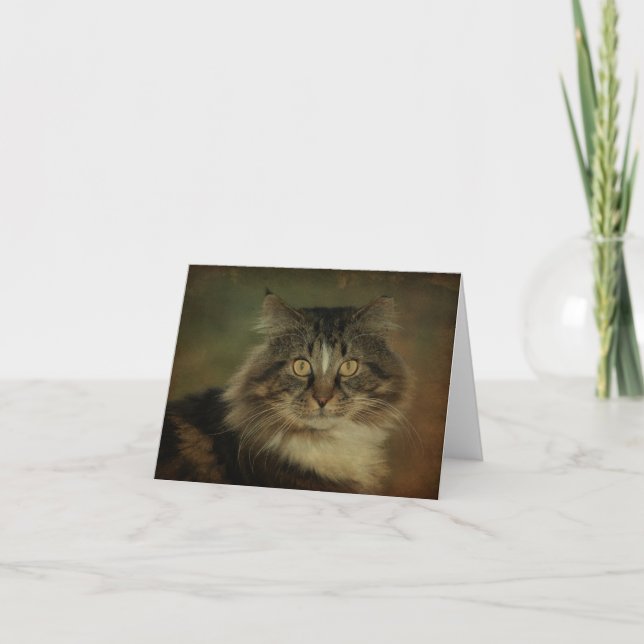 Cartão Main Coon Cat Notecard (Frente)