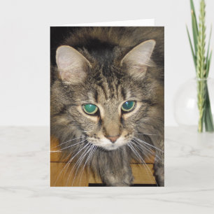 Cartão Maine coon