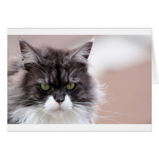 Cartão Maine Coon Cat