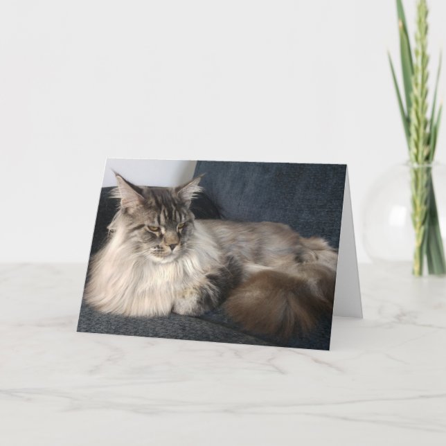 Cartão Maine Coon Cat Birthday Card (Frente)