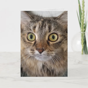 Cartão Maine Coon Cat Face Aniversário