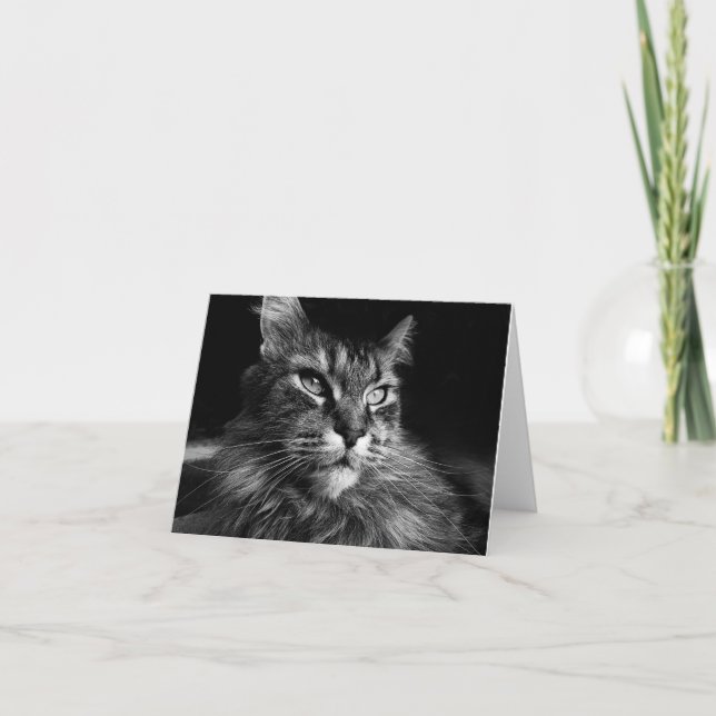Cartão Maine Coon Cat Notecard 4 x 5.6 (Frente)