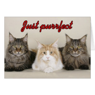 Cartão Maine Coon Cats