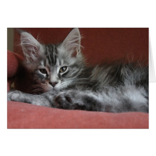 Cartão Maine Coon Kitten, um jovem maricas (Frente Horizontal)