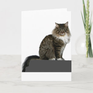 Cartão Maine Coon sentado na prateleira