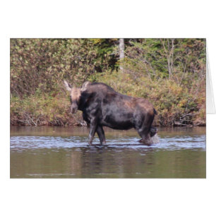 Cartão Maine Cow Moose