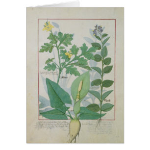 Cartão Maior Celandine ou papoila