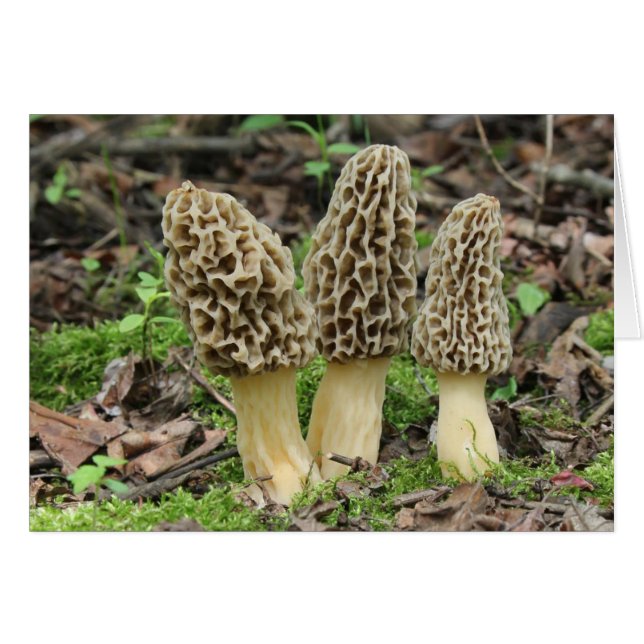 Cartão Mais Morels (Frente Horizontal)